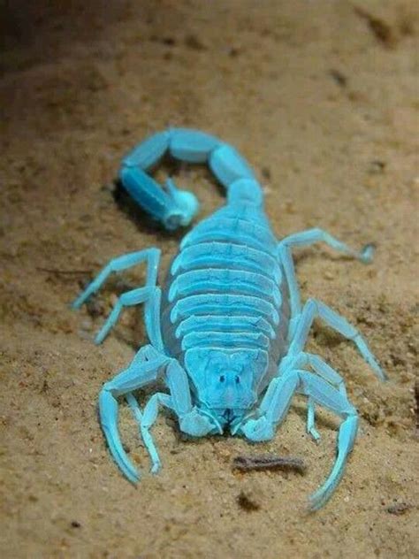Blue Scorpion Animaux Colorés Animaux Beaux Animaux Bizarres