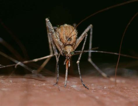 Department Of Health Warns Residents And Visitors About Mosquitoes