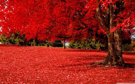 Autumn Hd Wallpapers 75 Pictures