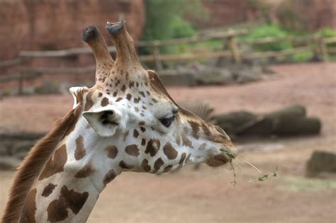Poze Animal Animale Sălbatice Africa Mamifer Faună Girafă Cap