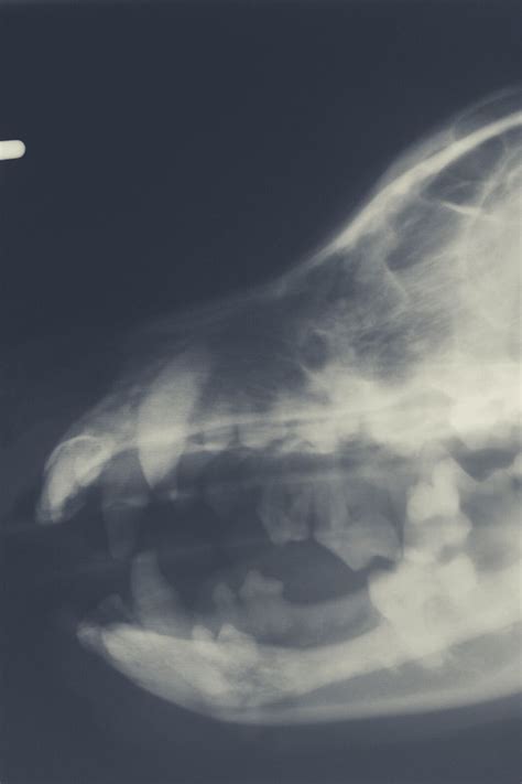 How Much Does A Fracture Of The Jaw Treatment Cost In Dogs Dog Pricing
