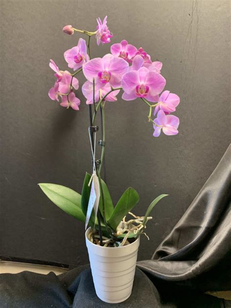 We have a wide variety, including indoor plants for your rooms, garden plants for your outdoors, succulent plants, tiny herbs and more. Orchid Flower Plant | Orchid Plants Online - Orchids for ...