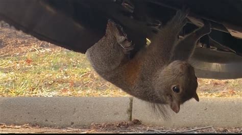 Squirrel Gets Stuck To News Van Bumper Nbc New York