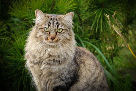 10 Best Cat Breeds For People With Allergies Catlovah Website