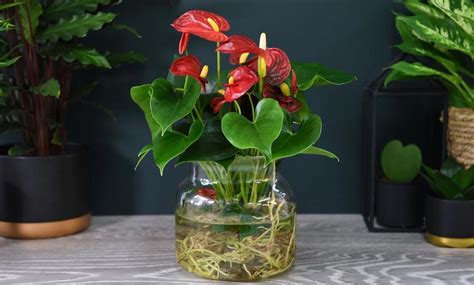 De aqua roots plant is volledig vrij gemaakt van grond. Up To 30% Off Anthurium Aqua House Plant | Groupon