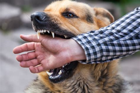 When The Dog Bites How An Attorney Can Help Aranda Law Firm