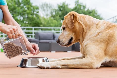 At 6 to 12 months establish regular eating times. How Many Times a Day Should a Dog Eat? | Canine Weekly