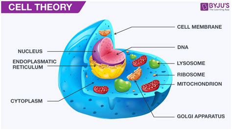 Cell Theory Definition Early Observations And Its Overview