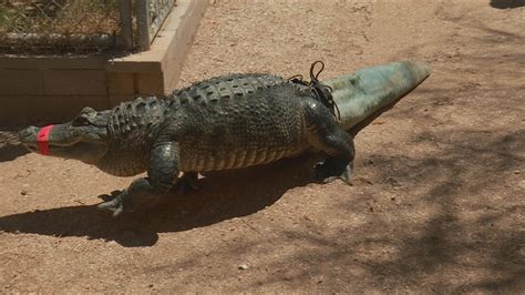 Prosthetic Tail Created For Alligator Using Hollywood Magic