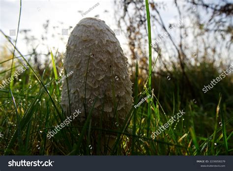 Big White Mushroom Growing Among Grasses Stock Photo 2230058279