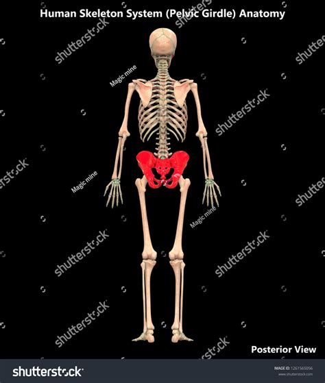 Human Skeleton System Pelvic Girdle Posterior Ilustración De Stock