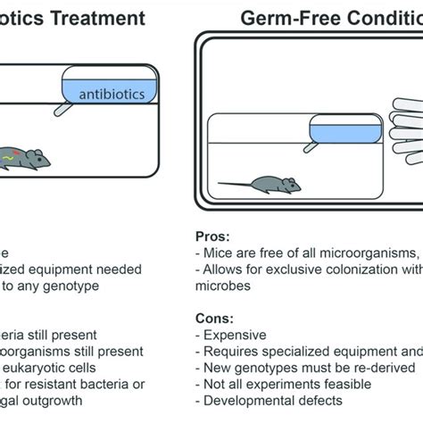 Pdf Mouse Microbiota Models Comparing Germ Free Mice And Antibiotics
