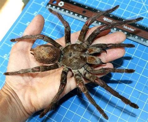 Venenos da amazônia, aranha golias e sapo cururu sentados em dadeira. A MAIOR ARANHA DO MUNDO | A MAIOR ARANHA DO MUNDO JA ...