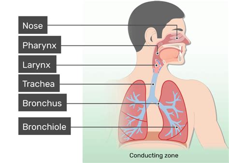 Respiratory System Anatomy Major Zones And Divisions Getbodysmart