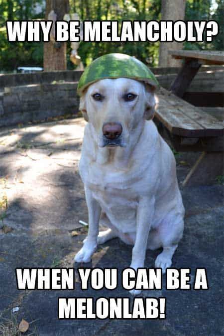 44 Unforgettable Dog Memes Hilarious Pictures Unleashed