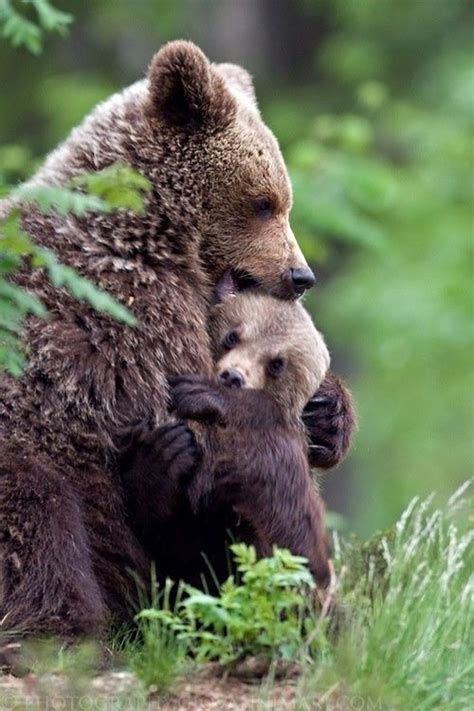 Mama Bear And Baby Bear Cute Animal Pictures Animals Cute Animals