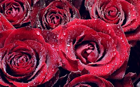 Roses Closeup Red Drops Hd Wallpaper Rare Gallery