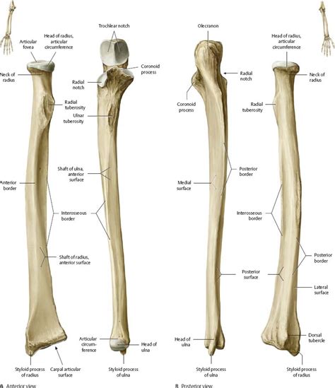 Elbow And Forearm Atlas Of Anatomy