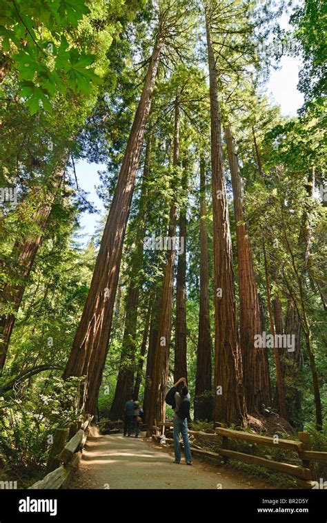 Redwood Forest Of Muir Woods National Monument Stock Photo Alamy