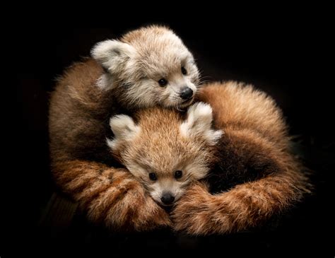 2 Cute Rare Red Panda Cubs Born At Wildlife Park The Ethicalist