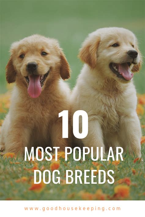 These Are The Most Popular Dog Breeds In The Us Most Popular Dog