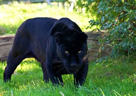 Пантера фото и описание животного где живет черная кошка среда