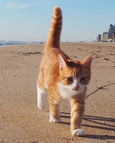 Our Exclusive Intermew With Pip The Beach Cat