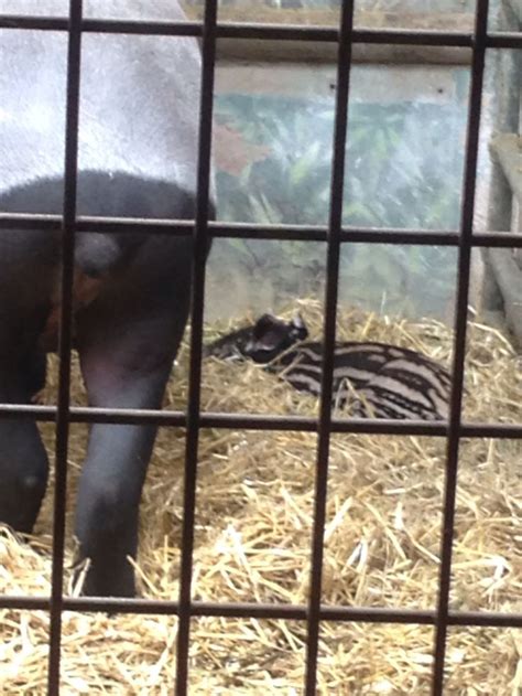 New Baby Tapirsolo Chester Zoo Tapir Zoo