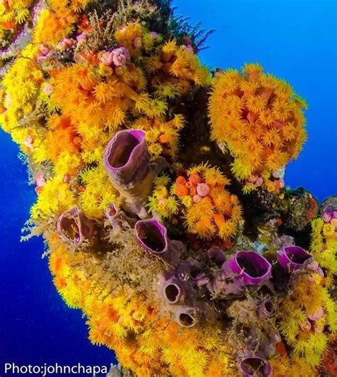 Orange Cup Corals Underwater Photography Orange Cups Photography