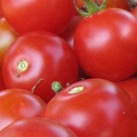 Organic Large Red Cherry Tomato 1 G ~250 Seeds Organic Heirloom