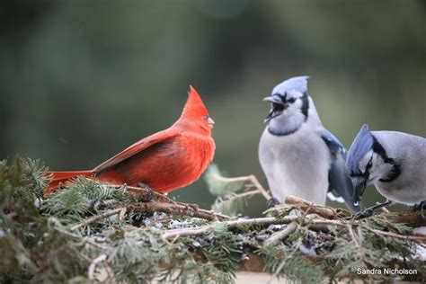 Cardinal Vs Bluejay A Northern Life Pinterest