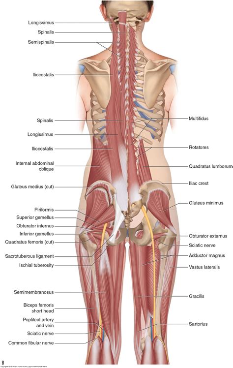 It is important to understand how the body moves and how muscles work together to generate movement. Glute Muscles Diagram — UNTPIKAPPS