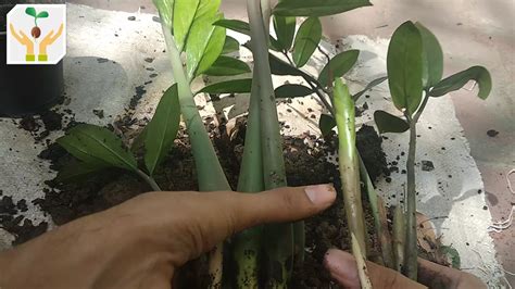 How To Propagate Zz Plant