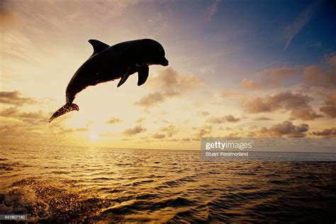Silhouette Of A Jumping Bottlenose Dolphin At Sunset High Res Stock