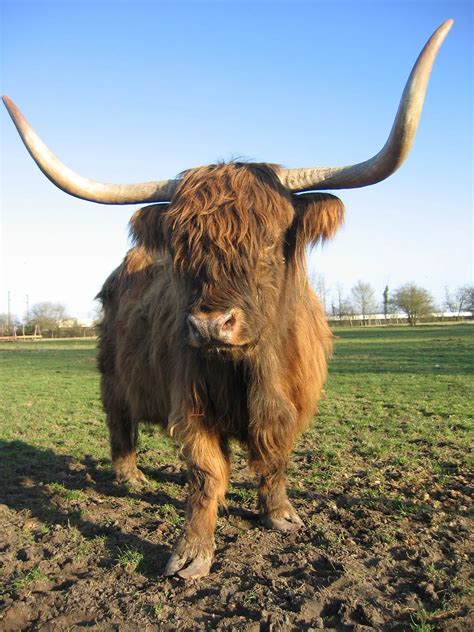 Highland Race Bovine Définition Et Explications