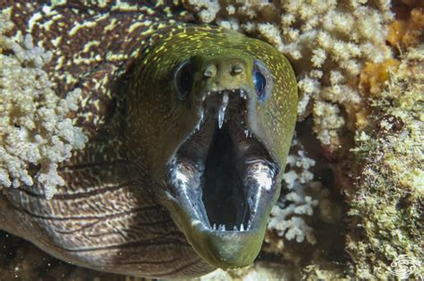 Undulated Moray Eel Facts Video And Photographs