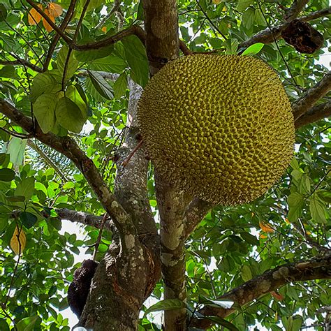 Growing Jackfruit Brooks Tropicals