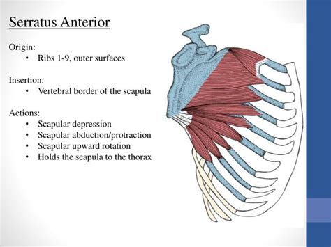 Serratus Anterior Origin And Insertion - PPT - Anatomy and Kinesiology of the Shoulder Girdle PowerPoint