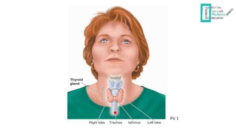 Thyroid Physiology Youtube