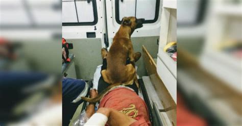 Perro Fiel Acompañó A Su Amigo En La Ambulancia Y Esperó En El Hospital