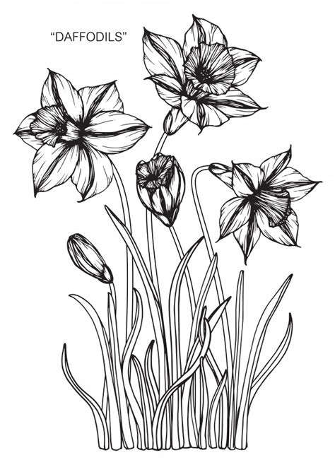Encuentra ilustraciones de stock perfectas sobre flor de pascua en getty images. Narcisos flor dibujo ilustración | Descargar Vectores Premium