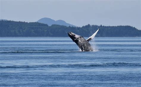 Jaw Dropping Vancouver Island Whale Watching Traveling Islanders
