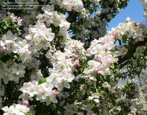 Plantfiles Pictures Flowering Crabapple White Candle Malus By