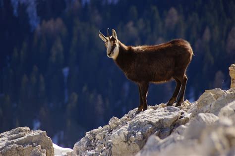 Alpine Animals In Alps The Chamois Alpine Ibex European Brown Bear