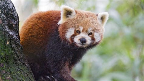 Red Panda Animal Tree Trunk Blur Bokeh Background 4k Hd Panda
