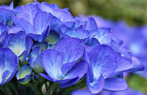 Fleur Bleue La Liste Des 30 Plus Belles Pour Votre Jardin