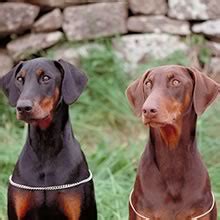Appearance the doberman pinscher is a solid and square, muscular dog with a compact body. PuppyFind | Doberman Pinscher Puppies for Sale