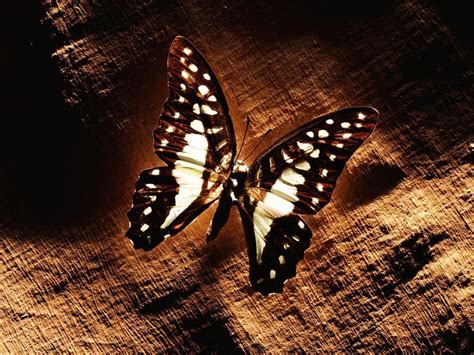 Brown Butterfly Butterflies Wallpaper 13257067 Fanpop