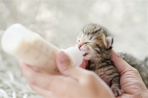 تمام نکاتی که باید در مورد نگهداری از بچه گربه تازه متولد شده بدانید