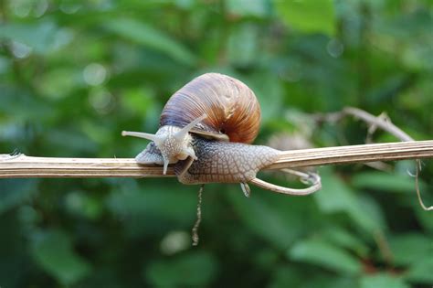 Filesnail